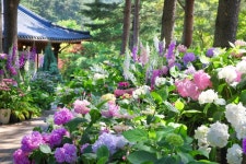 아침고요수목원 들국화전시회 - 주변 여행 및 근처 관광 명소 - 국내 여행 정보와 관광 명소 정보
