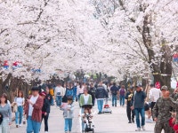 에덴벚꽃길 벚꽃축제 최신 축제 공연 행사 정보와 주변 관광 명소 및 근처 맛집 여행 정보