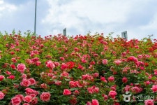 중랑장미공원 관광 정보와 주변 관광 명소 및 근처 맛집 여행 정보