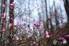 Cheongoksan National Recreational Forest (국립 청옥산자연휴양림) - Sightseeing - Korea travel and tourism information