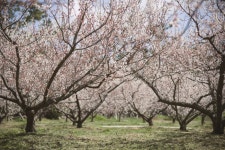 뽐뿌:축제정보 - 휴애리 매화축제 2017 휴애리 매화축제 2017