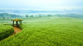 Gochang Green Barley Field Festival (고창청보리밭 축제) - Festivals - Korea travel and tourism information