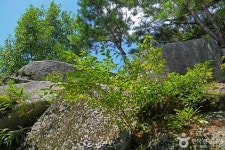 대곡리암각화 관광 정보와 주변 관광 명소 및 근처 맛집 여행 정보