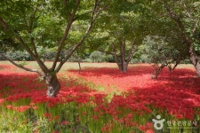 선운사(고창) 관광 정보와 주변 관광 명소 및 근처 맛집 여행 정보