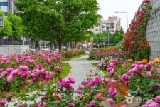 중랑장미공원 관광 정보와 주변 관광 명소 및 근처 맛집 여행 정보