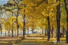 송호리송림 관광 정보와 주변 관광 명소 및 근처 맛집 여행 정보