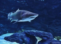 아쿠아플라넷 일산 관광 정보와 주변 관광 명소 및 근처 맛집 여행 정보