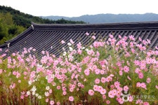 곡성심청축제 2016 - 뽐뿌:축제정보 곡성심청축제 2016