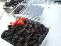 부안오디 하늘숲농장 관광 정보와 주변 관광 명소 및 근처 맛집 여행 정보