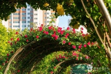 중랑장미공원 관광 정보와 주변 관광 명소 및 근처 맛집 여행 정보