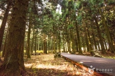 Saryeoni Forest Trail (사려니숲길) - Leisure - Korea travel and tourism information