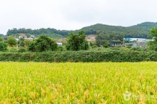 꾀꼴성마을 관광 정보와 주변 관광 명소 및 근처 맛집 여행 정보