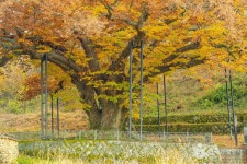 남원 진기리 느티나무 관광 정보와 주변 관광 명소 및 근처 맛집 여행 정보