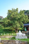 인곡리 모과나무 관광 정보와 주변 관광 명소 및 근처 맛집 여행 정보