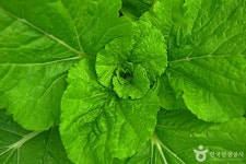 속초 하도문쌈채 마을 관광 정보와 주변 관광 명소 및 근처 맛집 여행 정보