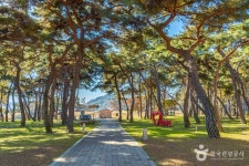 송호리송림 관광 정보와 주변 관광 명소 및 근처 맛집 여행 정보