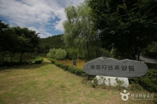 松亭自然休養林（송정 자연휴양림） - 観光 - 韓国旅行・観光情報