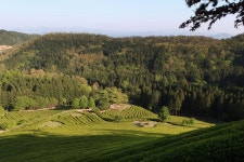 초록 차밭에 반하고 차향에 취하네 - 여행플래너 | 구석구석 떠나볼까 | 대한민국구석구석