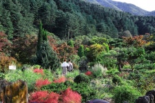 Chrysanthemum Exhibition of The Garden of Morning Calm (아침고요수목원 들국화전시회) - Festivals - Korea travel and tourism... 