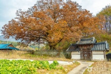 남원 진기리 느티나무 관광 정보와 주변 관광 명소 및 근처 맛집 여행 정보