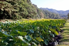 속리산 관광특구 관광 정보와 주변 관광 명소 및 근처 맛집 여행 정보