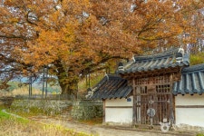 남원 진기리 느티나무 관광 정보와 주변 관광 명소 및 근처 맛집 여행 정보