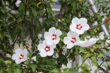 전국 무궁화 수원축제 최신 축제 공연 행사 정보와 주변 관광 명소 및 근처 맛집 여행 정보