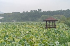 내동마을 연꽃단지 관광 정보와 주변 관광 명소 및 근처 맛집 여행 정보