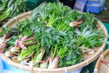 시너지와일드코리아(양평점) | Yongmunsan Wild Plants Festival (양평 용문산 산나물축제) - Festivals - Korea travel and tourism information