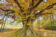 남원 진기리 느티나무 관광 정보와 주변 관광 명소 및 근처 맛집 여행 정보
