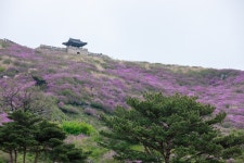 [관광겔러리] 황매산 ( 경상남도 산청군 기타 )