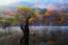 [관광겔러리] 물안개핀 주산지 ( 경상북도 청송군 부동면 )