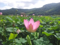 보도자료 상세보기 | 세계로 가는 평화의 도시 거제시