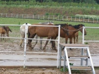 프리야 토픽 iframe영역