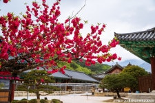 기차 KTX 1박 숨은 매력 밀양(영남루 위양지) 양산 통도사 부산 해변열차 : 인터파크투어
