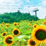 오사카 3일 아라시야마 기모노포레스트 란덴 열차 : 인터파크투어