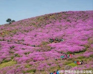  기차  봄꽃 KTX1박  합천 황매산 철쭉제   외도 보타니아 기차여행 : 인터파크투어 