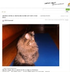 TPHOLIC - 자유게시판 - 부산/김해 페르시안 고양이 분양글 떳군요