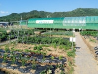 군위군 “도시민을 위한, 주말농장 분양”:경인투데이뉴스 ≪경인투데이뉴스≫ 군위군 “도시민을 위한, 주말농장 분양”