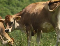 경기도 저지 전용1호 목장 탄생....신품종 젖소 육성 위한 사육기반 조성:경인투데이뉴스 ≪경인투데이뉴스≫ 경기도 저지 전용1호 목장 탄생..... 