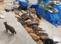 인천 서구, 세어도 길고양이 중성화수술 사업... “90% 중성화 완료”:경인투데이뉴스 ≪경인투데이뉴스≫ 인천 서구... 