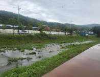용인특례시, 신갈천·대대천 생태교란식물 제거:경인투데이뉴스 ≪경인투데이뉴스≫ 용인특례시, 신갈천·대대천 생태교란식물 제거