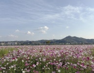 안동 낙동강변, 코스모스와 핑크뮬리 개화 시작:경인투데이뉴스 ≪경인투데이뉴스≫ 안동 낙동강변, 코스모스와 핑크뮬리 개화 시작