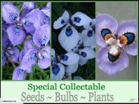 PEACOCK IRIS LUCKY DIP ~ COLLECTORS DRY BULBS~ | Trade Me PEACOCK IRIS LUCKY DIP ~ COLLECTORS DRY BULBS~