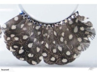 Feather Eyelash Set - Eye Lash Black & Rinest & | Trade Me Feather Eyelash Set - Eye Lash Black & Rinest &