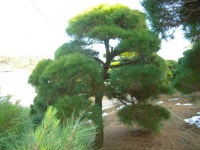 트리디비 - 한국조경수 협회가 추천하는 반송, 조형소나무 모범농장입니다. 트리디비(treedb)