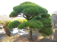 트리디비 - 한국 조경수 협회가 추천하는 명품 반송, 조형소나무, 공작단풍 구경하세요. 트리디비(treedb)