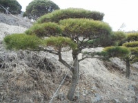 트리디비 - 한국 조경수 협회가 추천하는 반송, 조형소나무 모범농장 가사농원을 소개합니다. 트리디비(treedb)