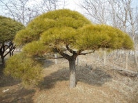 트리디비 - A급 반송. 조형소나무, 공작단풍 등 조경수 직거래합니다. 트리디비(treedb)