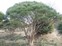 트리디비 - 한국 조경수 협회가 추천하는 반송, 조형소나무 모범농장 가사농원입니다. 트리디비(treedb)